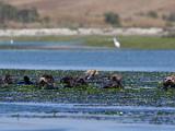 Elkhorn Slough 005